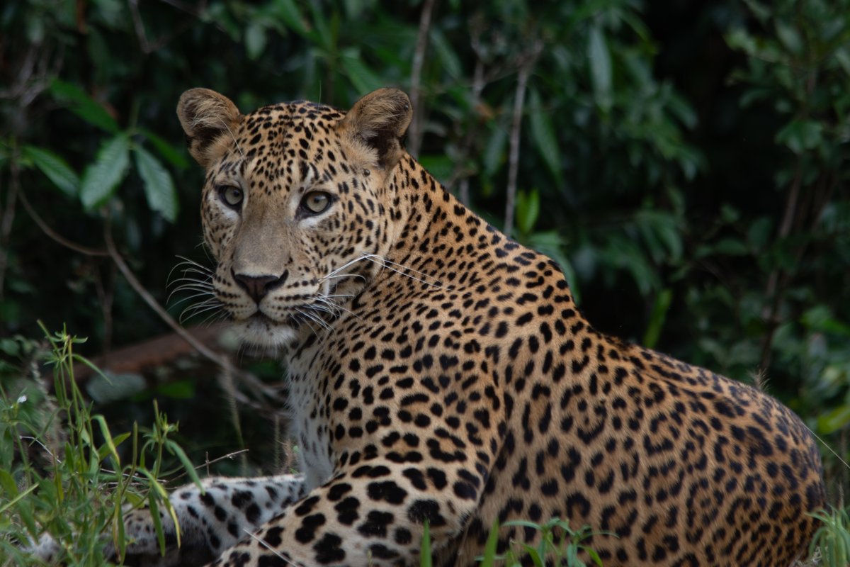 Wild Safari Grand Tour